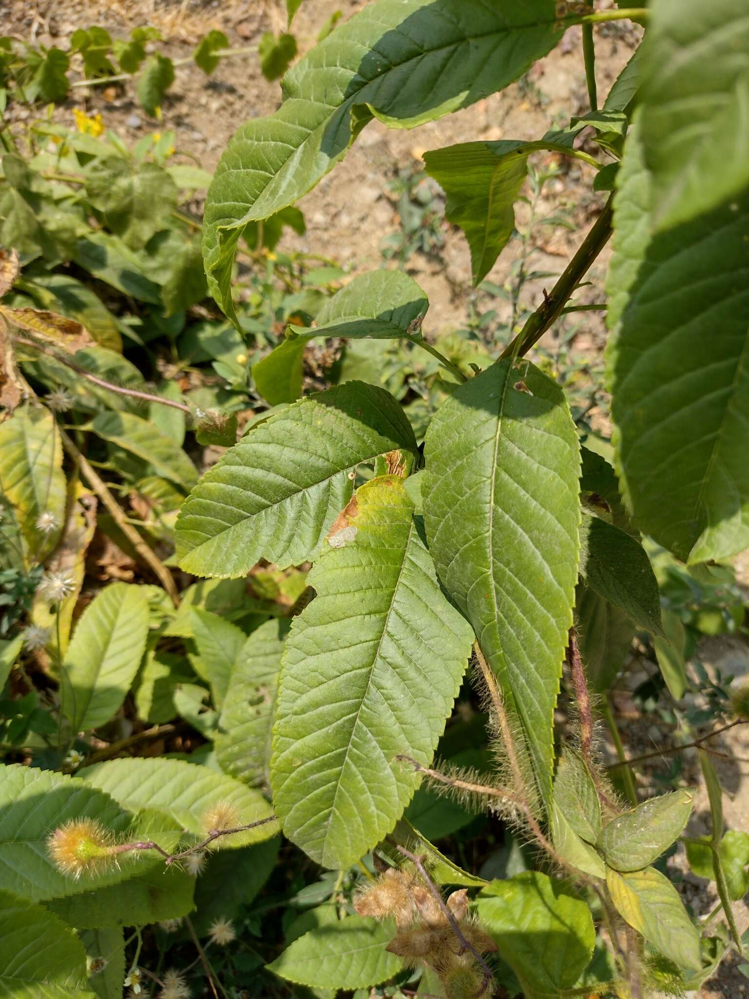 Image of chestnutleaf trumpetbush