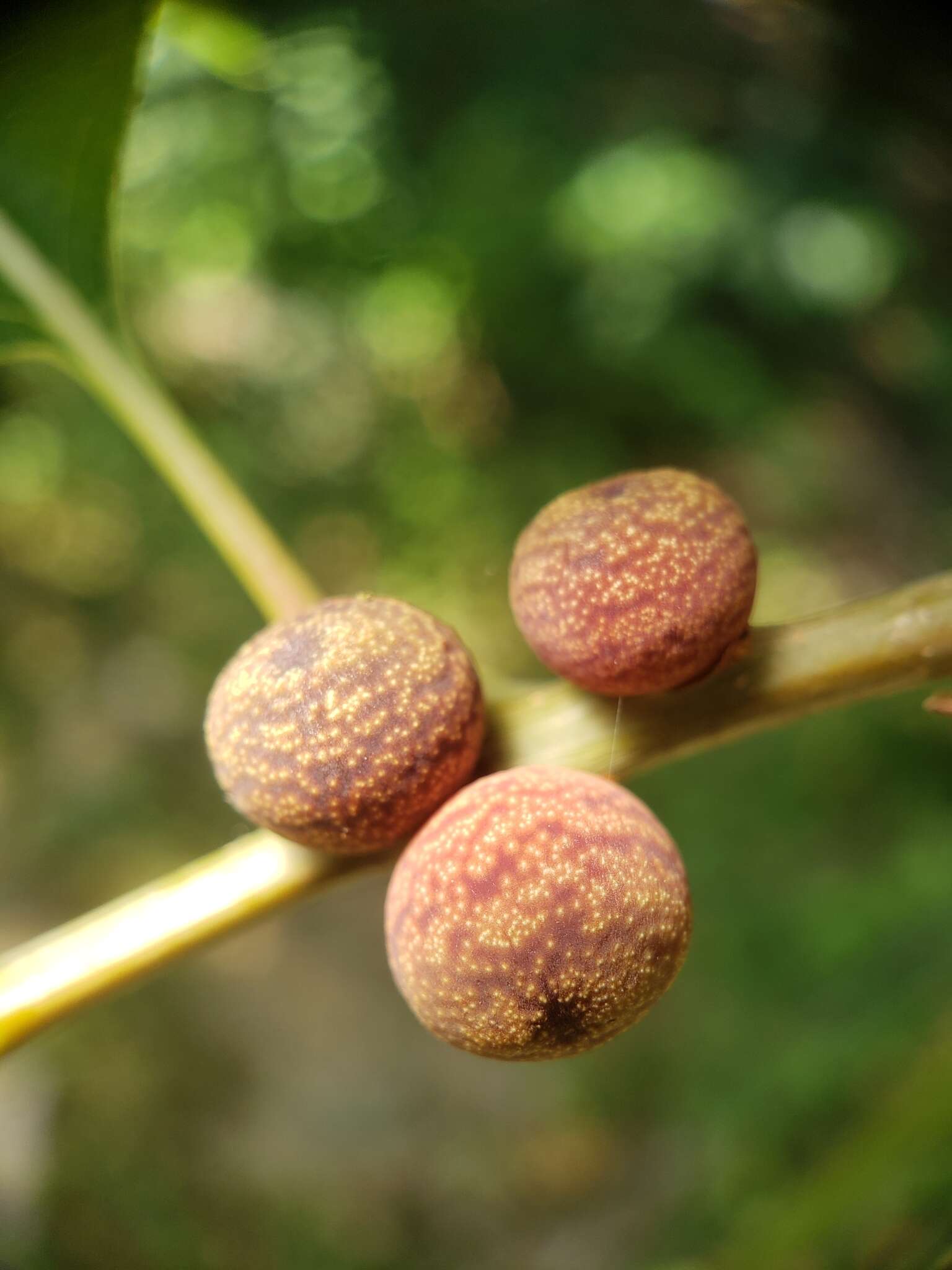 Image of Kokkocynips imbricariae (Ashmead 1896) Nieves-Aldrey, Nicholls, Tang, Melika, Stone, Pujade-Villar, Buffington, Maldonado & Medianero 2021