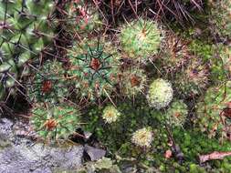 Mammillaria orcuttii Boed.的圖片