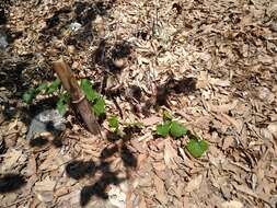 Image of Dioscorea galeottiana Kunth