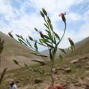 Image of Onoseris odorata (D. Don) Hook. & Arn.