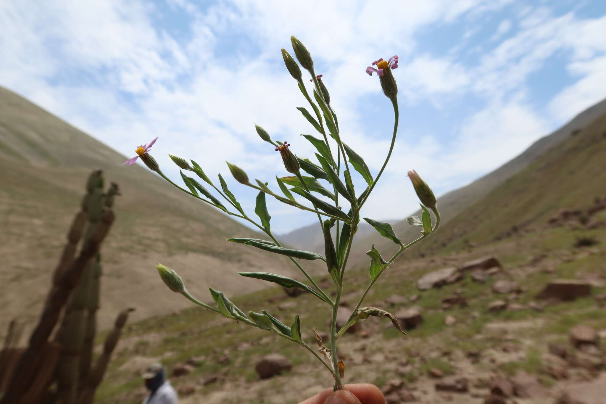 Image of Onoseris odorata (D. Don) Hook. & Arn.