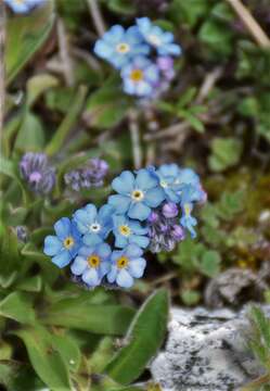 Image de Myosotis graui Selvi