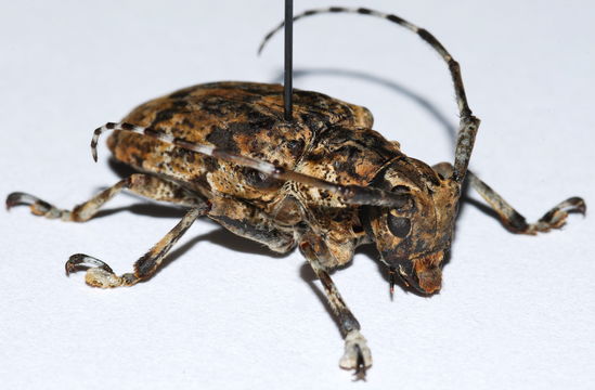 Image of <i>Coptops liturata</i> Klug 1833