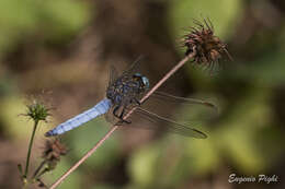 Image of Keeled Skimmer