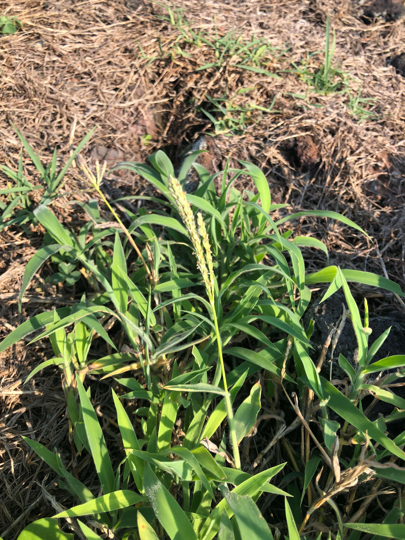 Image of southern crabgrass