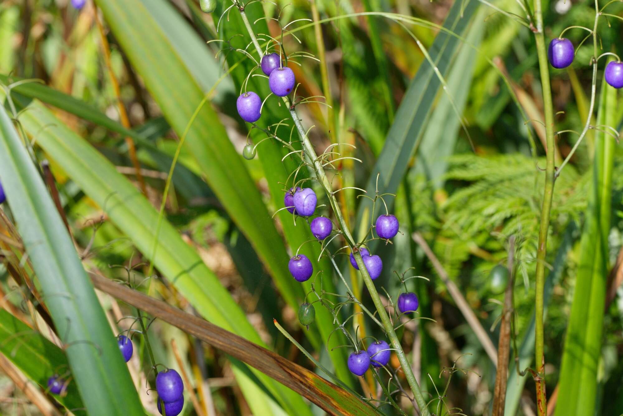 Image of Dianella tasmanica Hook. fil.