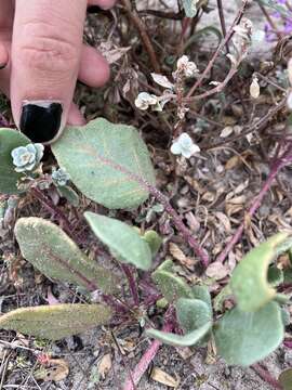 Image of pink sand verbena