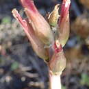 Image of Lachenalia algoensis Schönland