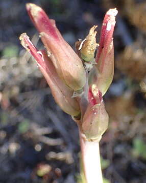 Image of Lachenalia algoensis Schönland