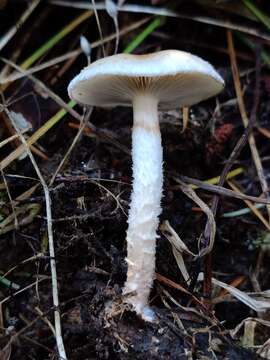 Image of Pholiota decorata (Murrill) A. H. Sm. & Hesler 1968