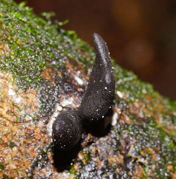 Imagem de Xylaria castorea Berk. 1855