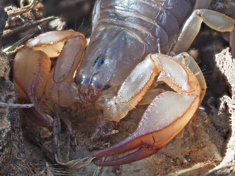 Image of Euscorpius candiota Birula 1903