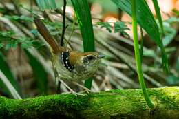 Image of Squamate Antbird