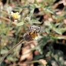 Image of Anthophora squammulosa Dours 1869