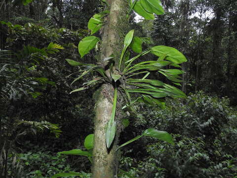 Image of Acianthera sicaria (Lindl.) Pridgeon & M. W. Chase