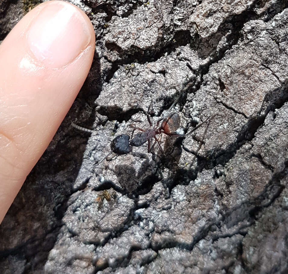 Image of Camponotus cruentatus (Latreille 1802)