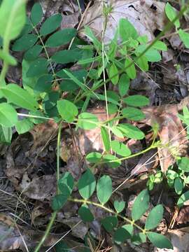 Image of spiked hoarypea