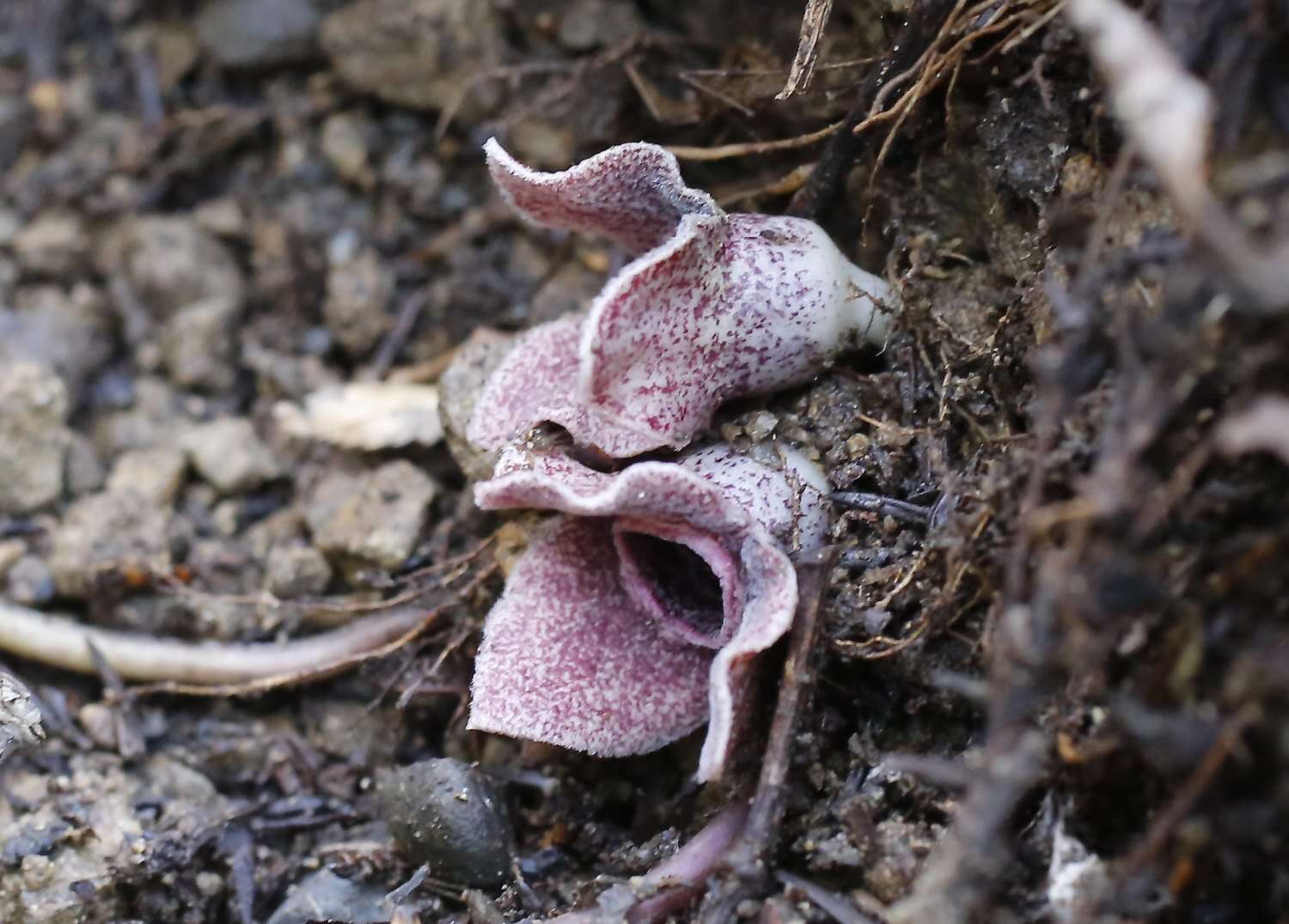 Image of Asarum rigescens var. brachypodion T. Sugaw.