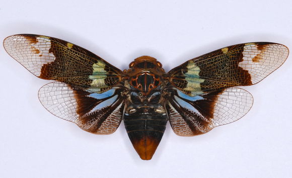 Image of <i>Scaralis versicolor</i> Distant 1906