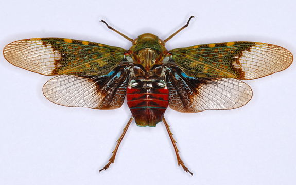 Image of <i>Scaralis nigronotata</i> Stal 1863