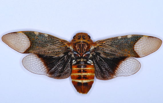 Image of <i>Scaralis neotropicalis</i> (Distant 1887)
