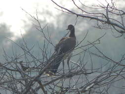 Image of Chestnut-winged Chachalaca