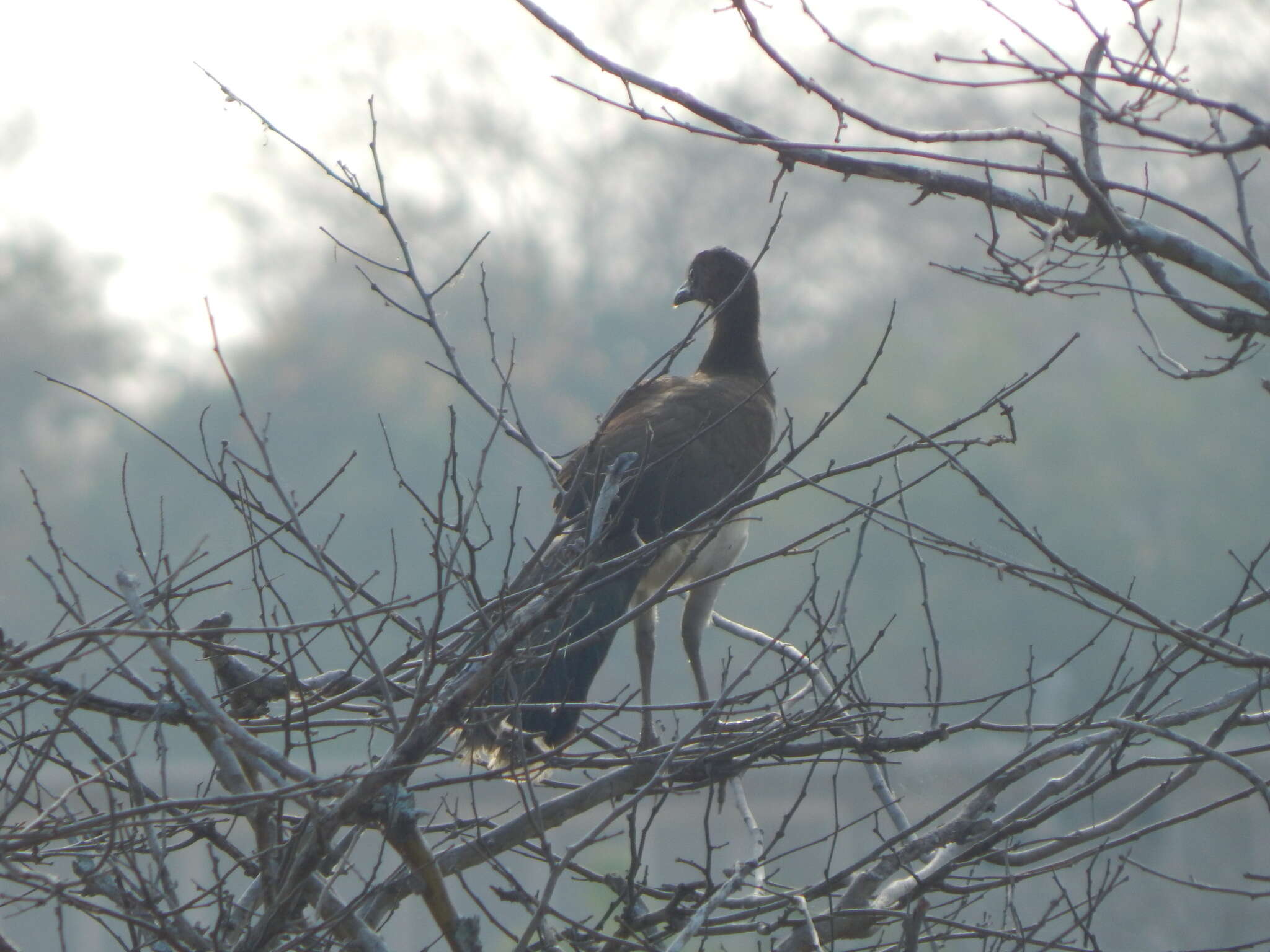 Image of Chestnut-winged Chachalaca