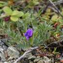 Plancia ëd Oxytropis czukotica Jurtzev