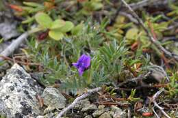 Image de Oxytropis czukotica Jurtzev