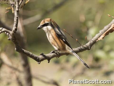 Image of Bull-headed Shrike