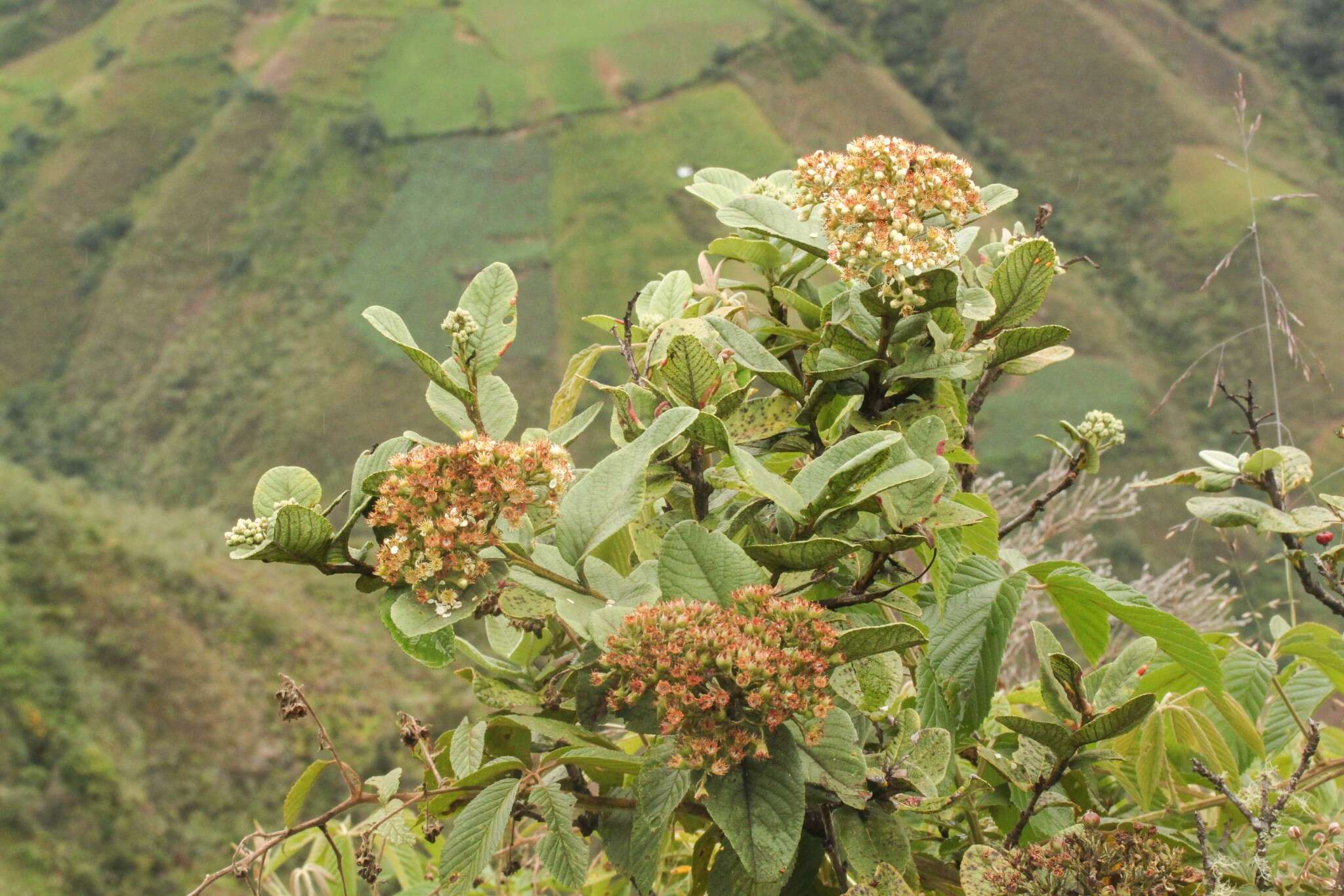 Hesperomeles ferruginea (Kunth) Lindl.的圖片