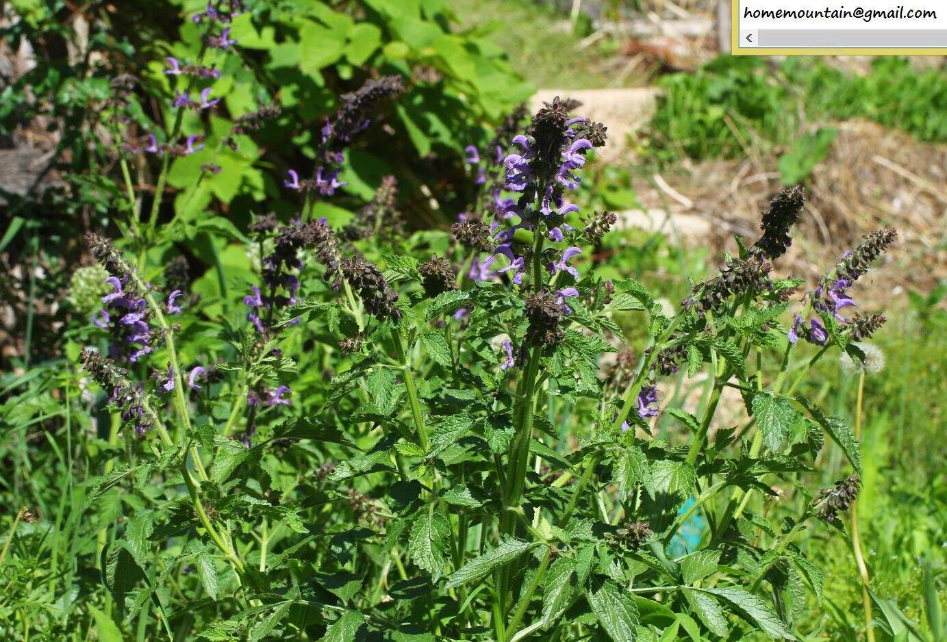 Image of red sage