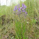 Image of Polygala comosa subsp. comosa