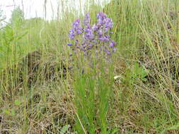 Image of Polygala comosa subsp. comosa