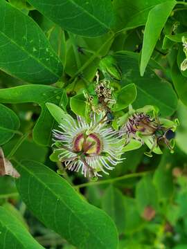 Passiflora jorullensis Kunth的圖片