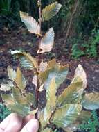 Image de Nothofagus obliqua (Mirb.) Oerst.