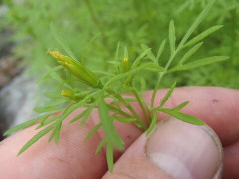 Bidens lemmonii A. Gray的圖片