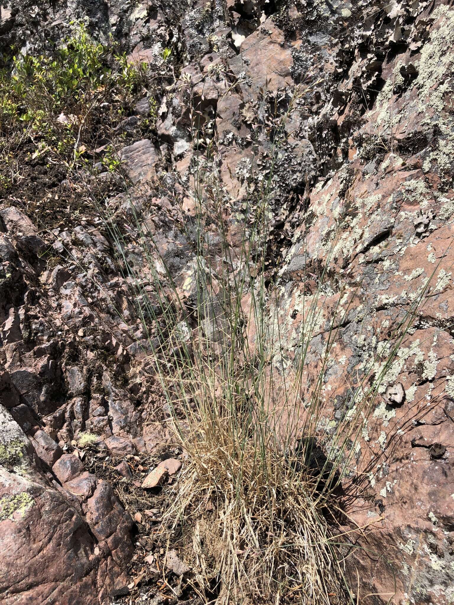 Image de Poa glauca Vahl