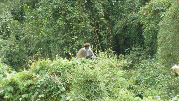 Image of Bale Monkey