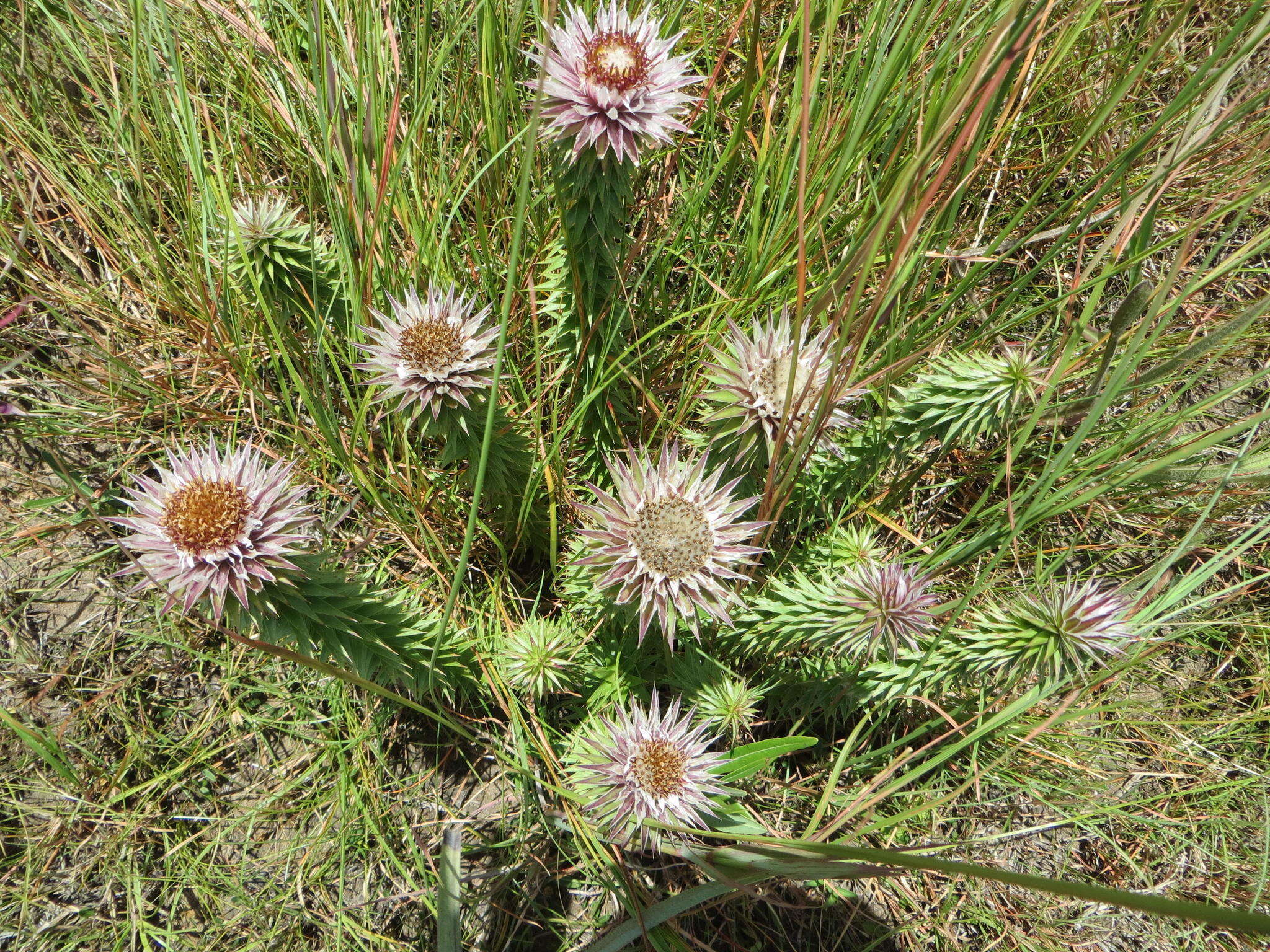 Image of Macledium zeyheri subsp. argyrophyllum (Oliv.) S. Ortiz