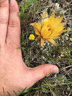 Image of pineapple cactus