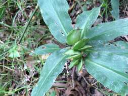 Слика од Commelina virginica L.