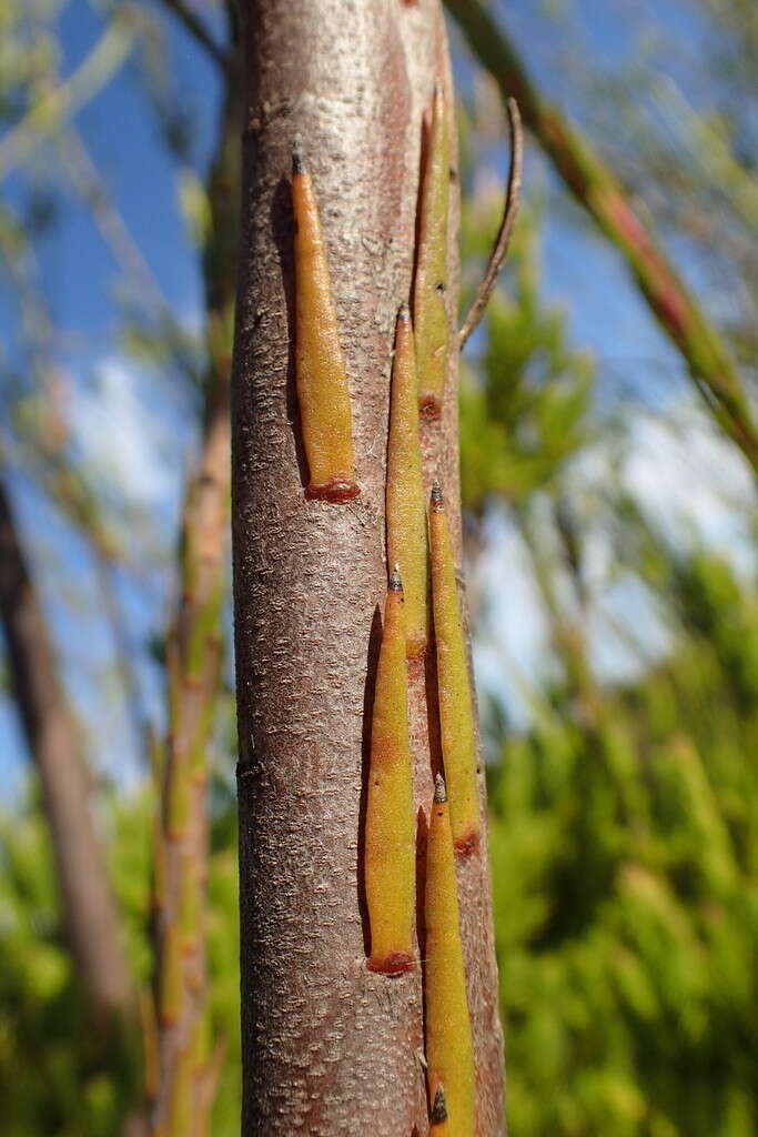 Image of Leucadendron corymbosum Berg.