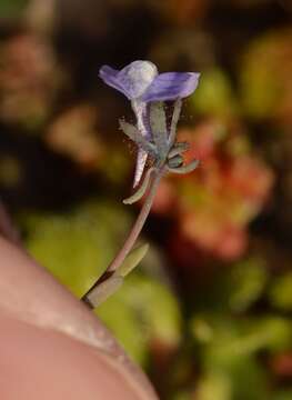 Image de Linaria arvensis (L.) Desf.