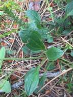 Image of Tuberaria globulariifolia (Lam.) Willk.