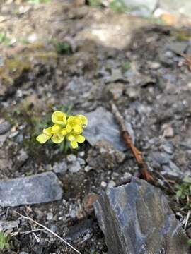 Sivun Draba ruaxes Payson & H. St. John kuva