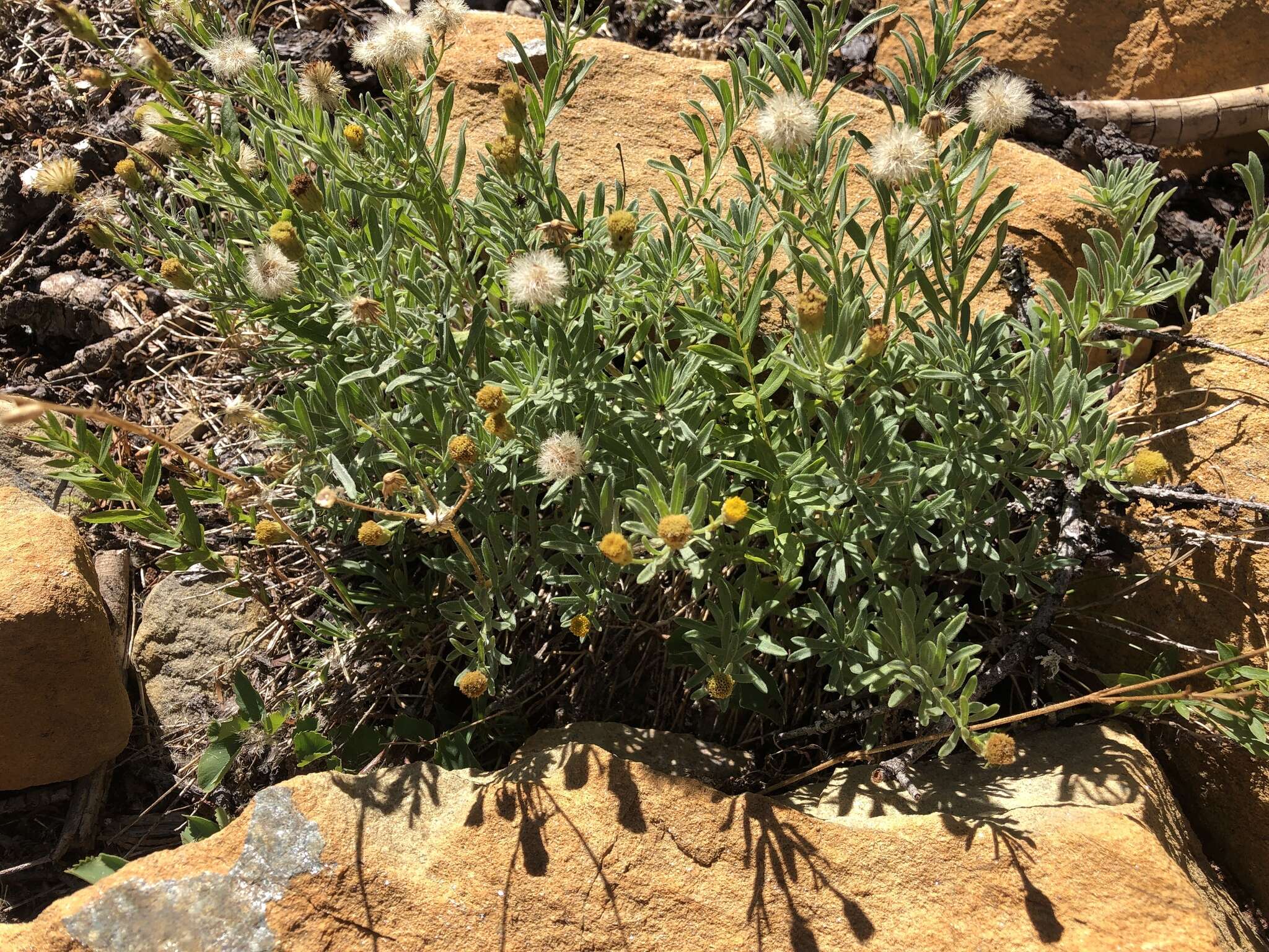 Image of rockloving erigeron