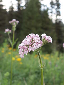 Image of Valeriana dubia Bunge