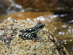 Image of Mindanao Splash Frog